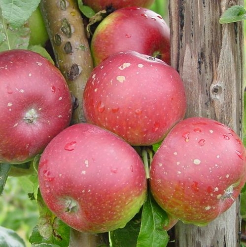 Apfelbaum  'Pfirsichroter Sommerapfel'