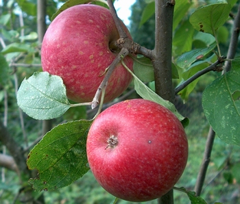Apfelbaum  'Sternrenette'